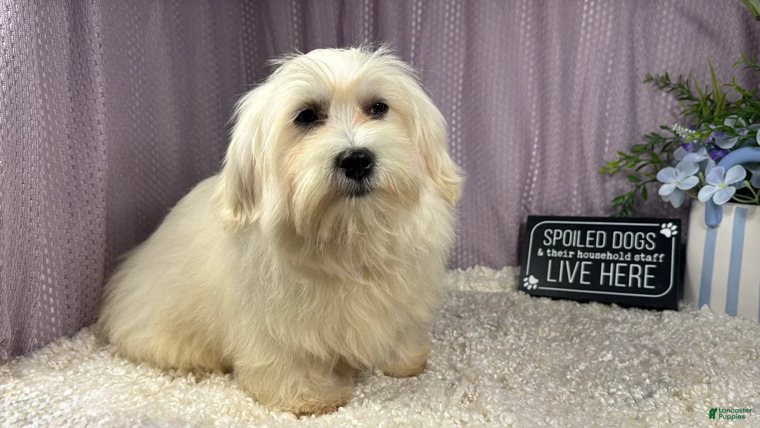 Mixed Breed dogs for sale: Mixed Breed 1 - Ad 1