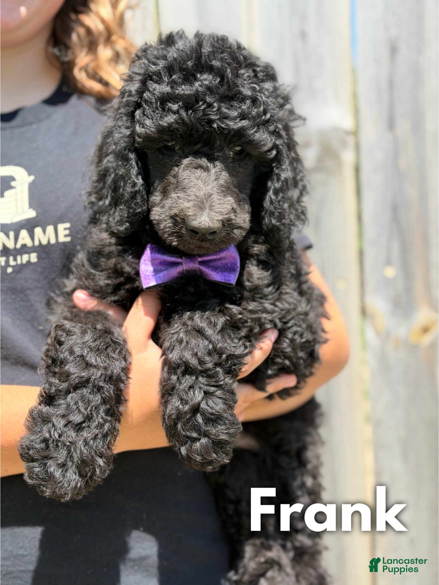 Standard Poodle dogs Frank - AKC  - Ad 26