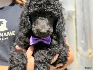 Standard Poodle dogs Frank - AKC - Ad 17