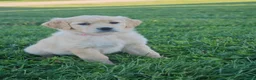 Golden Retriever dogs for sale: Rosie - Ad 3