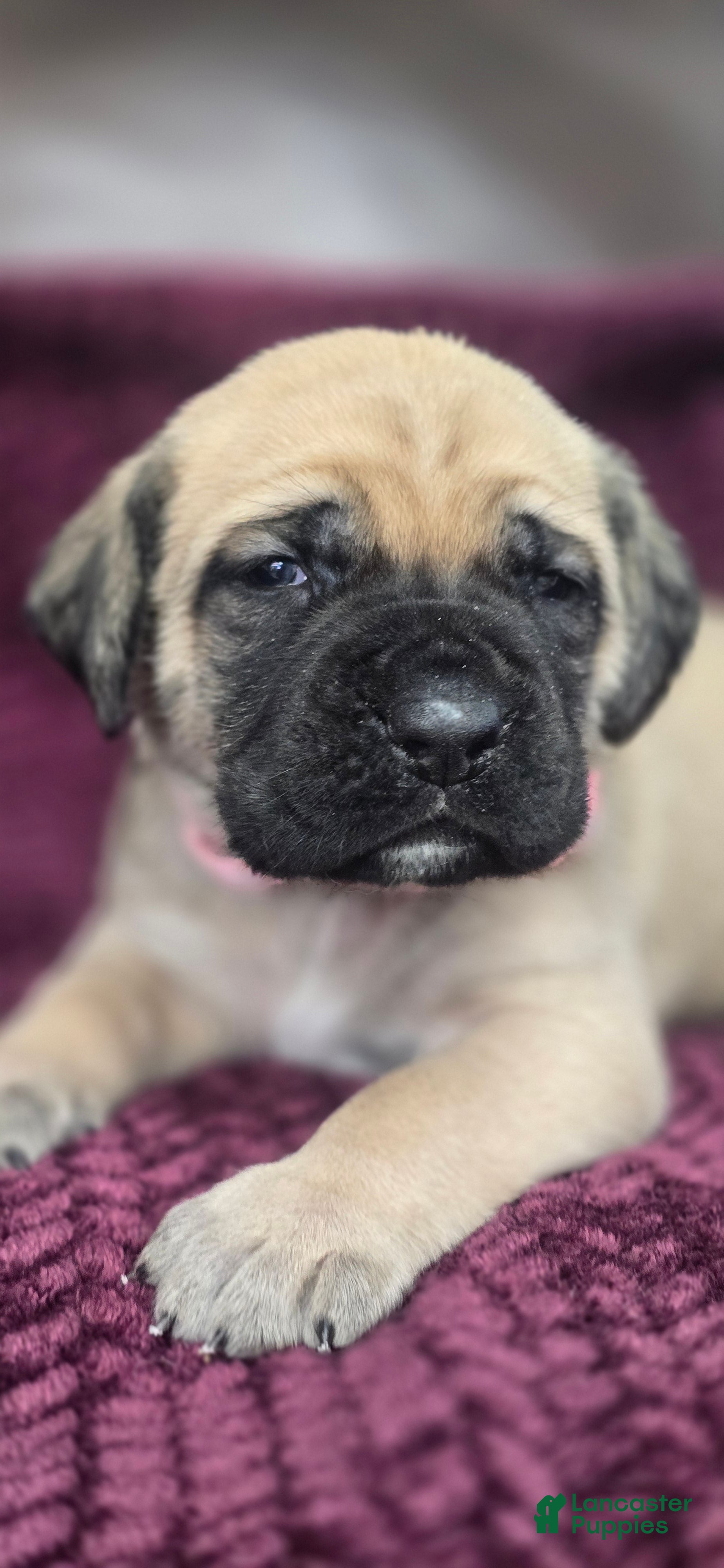 English Mastiff dogs Connie - Ad 1