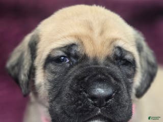 English Mastiff dogs Connie - Ad 2