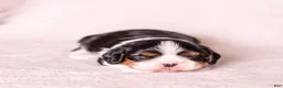 Cavalier King Charles Spaniel dogs for sale: Kudos - Ad 9