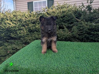 German Shepherd dogs Maverick - Ad 19