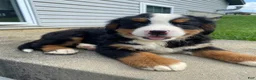 Bernese Mountain Dog dogs for sale: Rusty - Ad 3