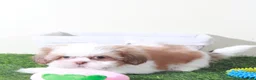 Shih Tzu dogs for sale: Millie-Sweet Female Shih-tzu Puppy - Ad 2