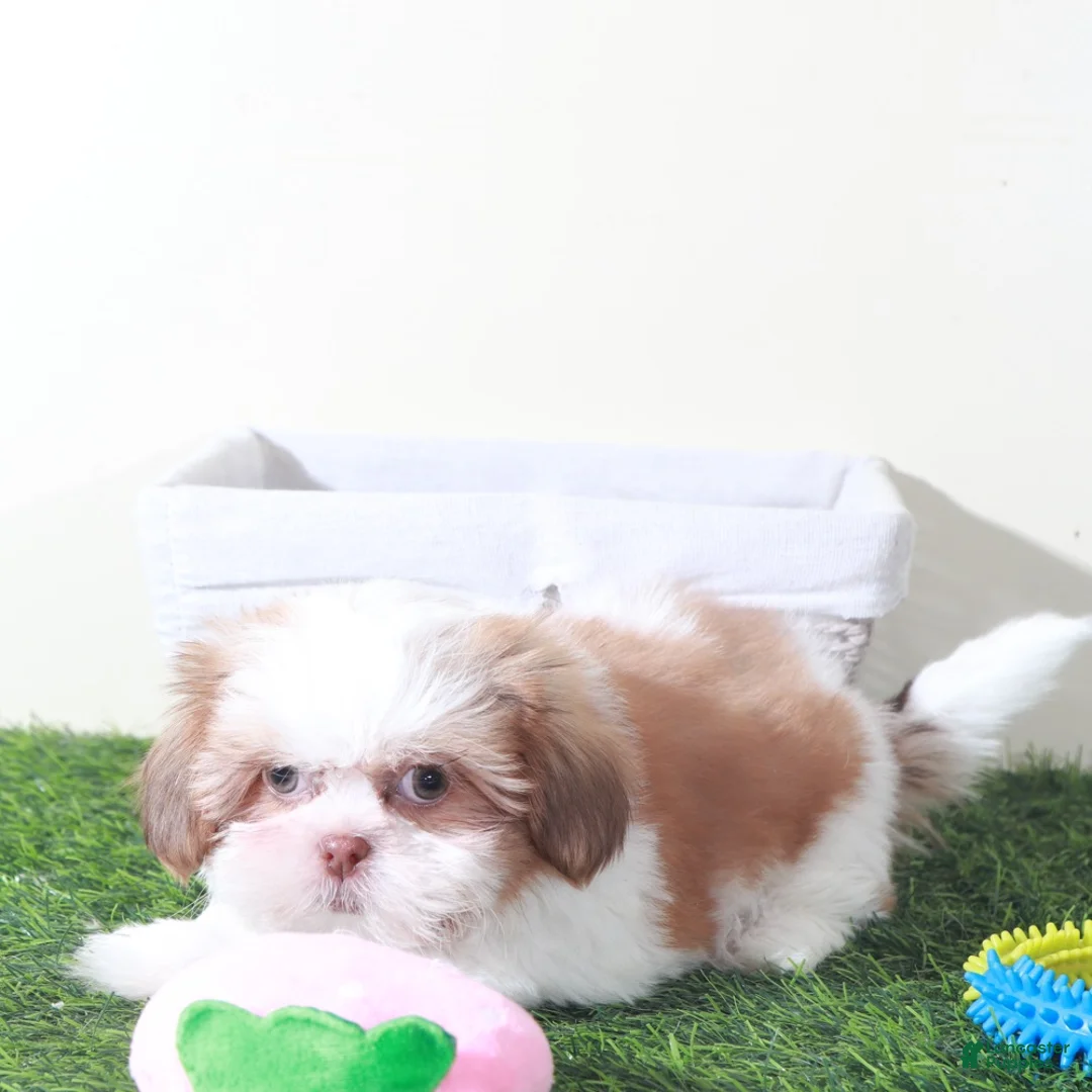 Shih Tzu dogs for sale: Millie-Sweet Female Shih-tzu Puppy - Ad 2