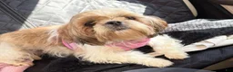 Shih Tzu dogs for sale: Jackie - Ad 3