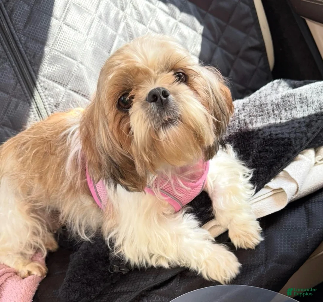 Shih Tzu dogs for sale: Tisha  - Ad 6