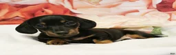 Miniature Dachshund dogs for sale: onyx - Ad 4