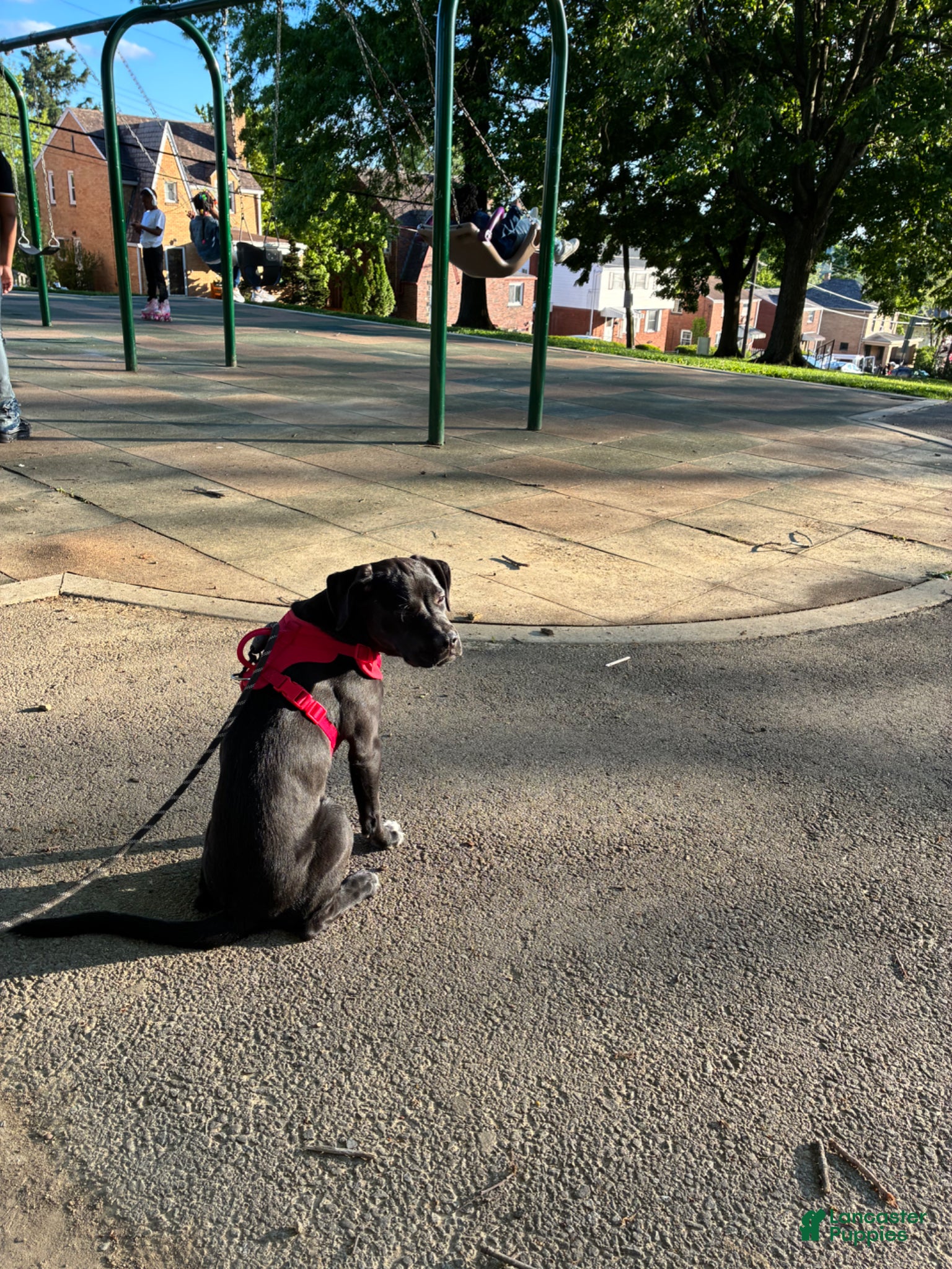 Mixed Breed dogs for sale: Kanesley - Ad 11