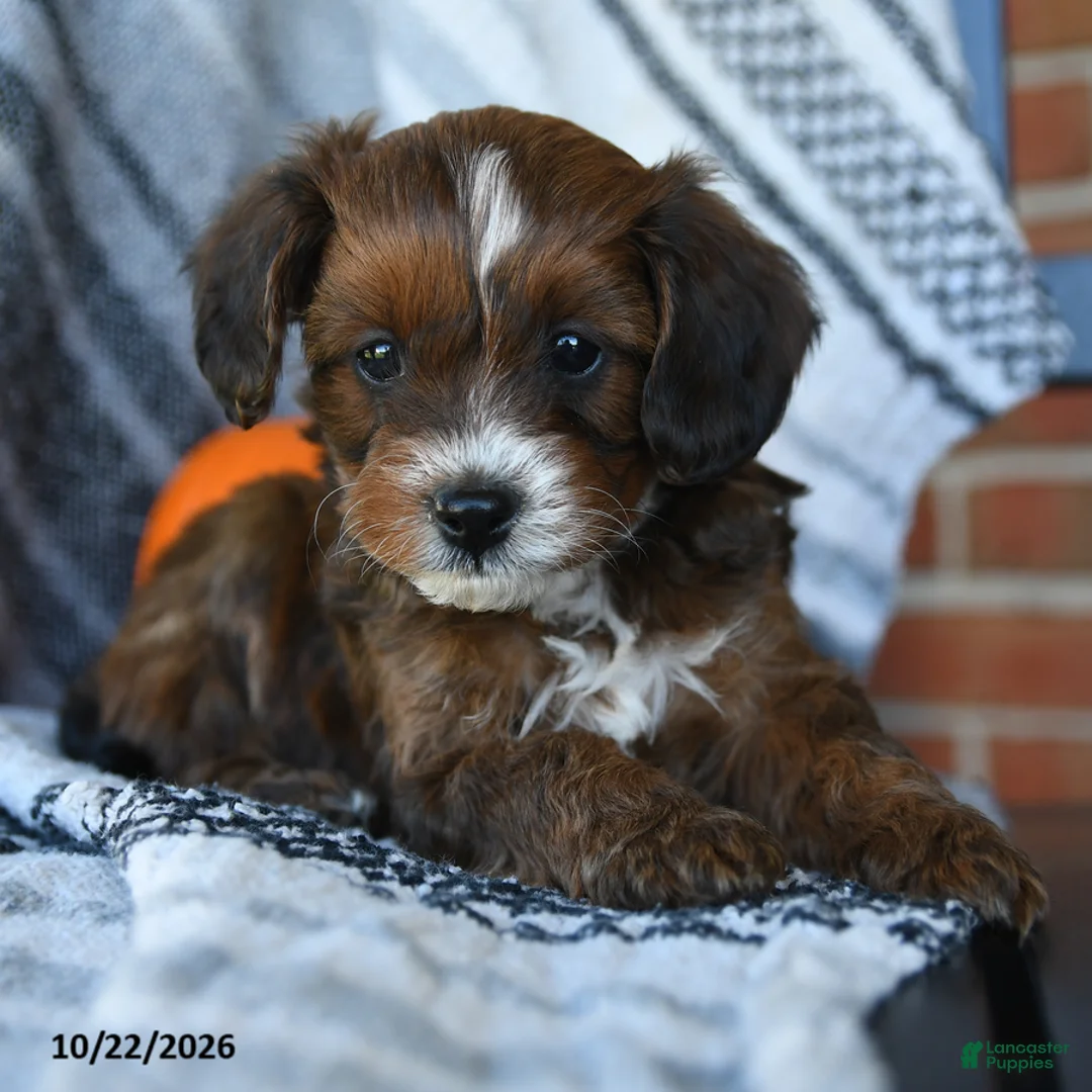 Cavapoo dogs for sale: Skyla - Ad 5