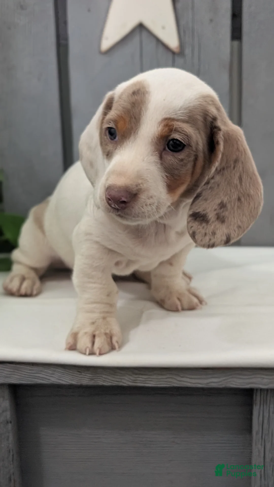 Miniature Dachshund dogs for sale: Micah - Ad 2