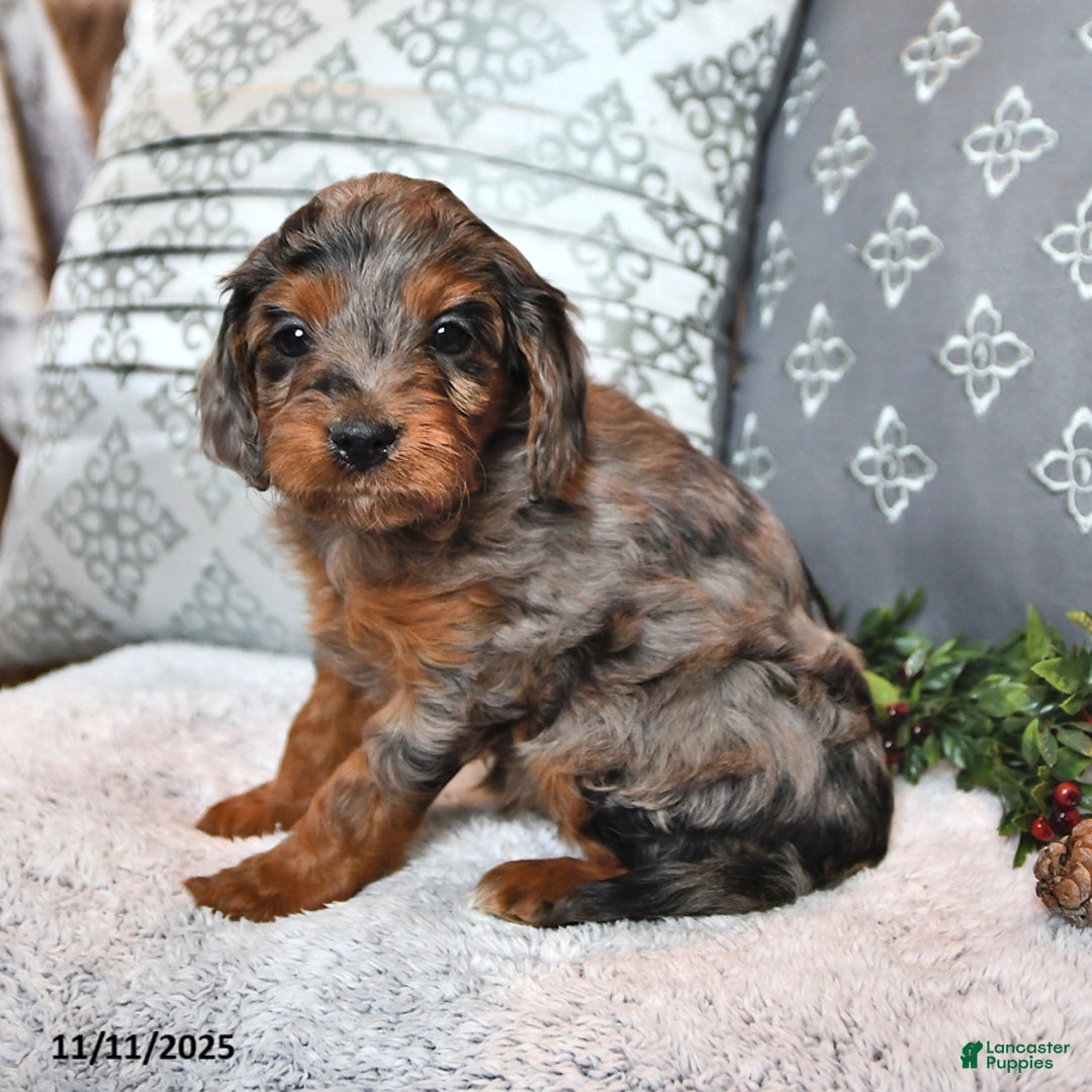 Cavachon dogs for sale: Chai  - Ad 4