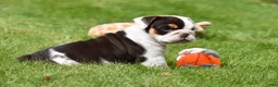 Beabull dogs for sale: Nova - Ad 8