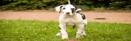 Great Dane dogs for sale: Joy - Ad 4