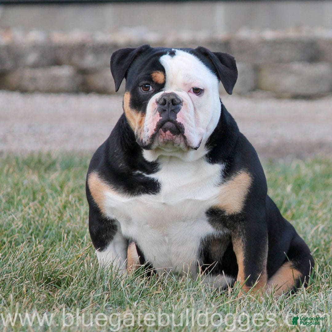 Gallery Image {{count}}