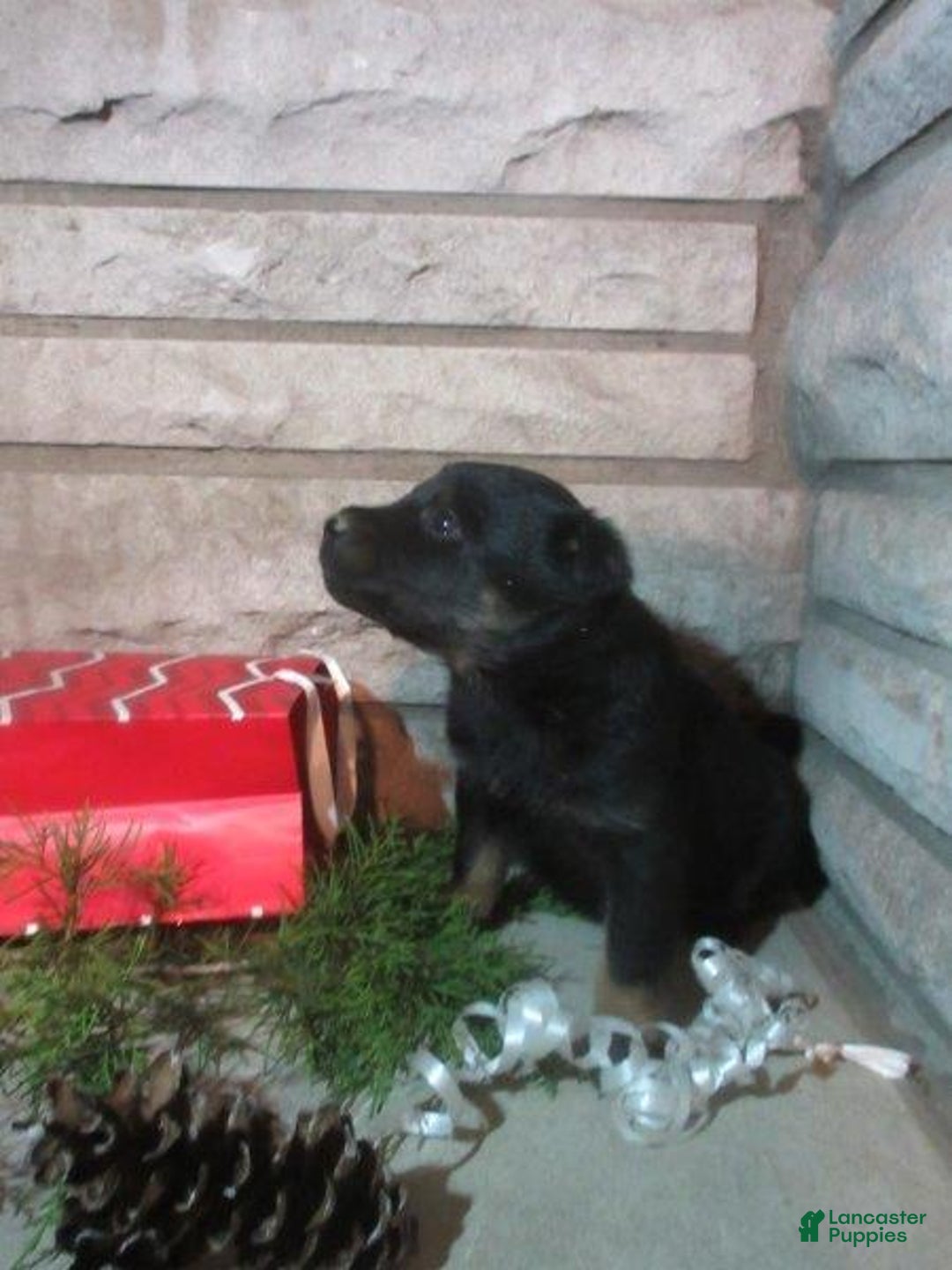 Mixed Breed dogs for sale: Willow - Ad 3