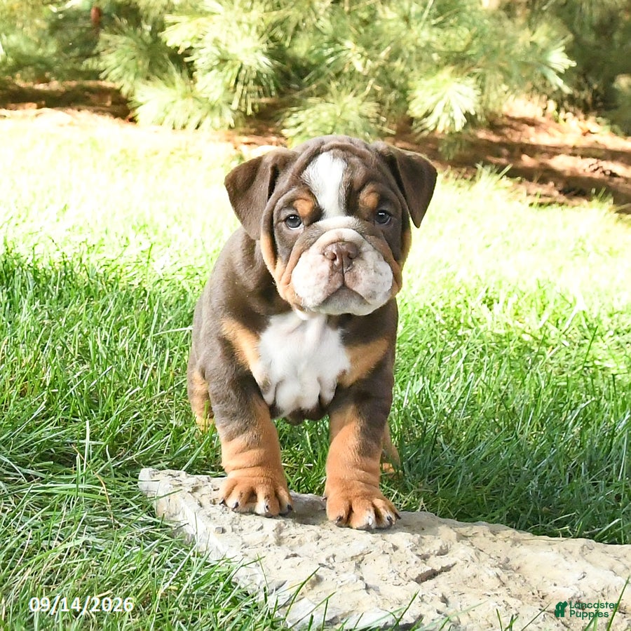 English Bulldog dogs Dreamer - Ad 2