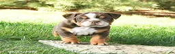 English Bulldog dogs for sale: Dreamer - Ad 2