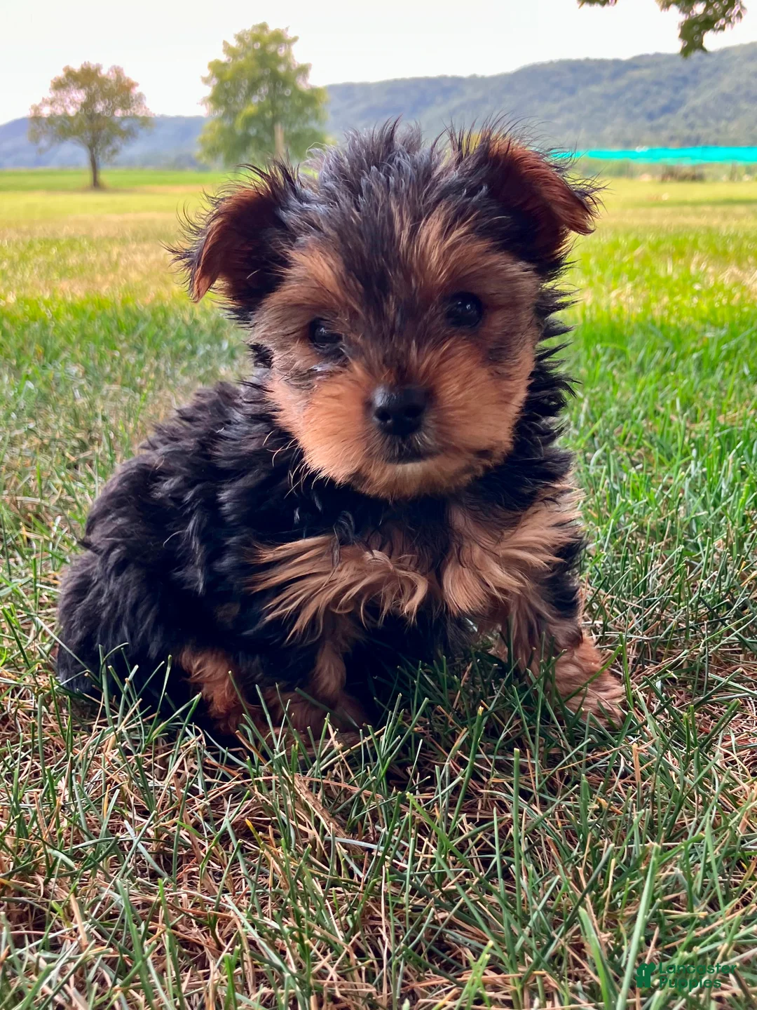 Yorkshire Terrier dogs for sale: Luna - Ad 6