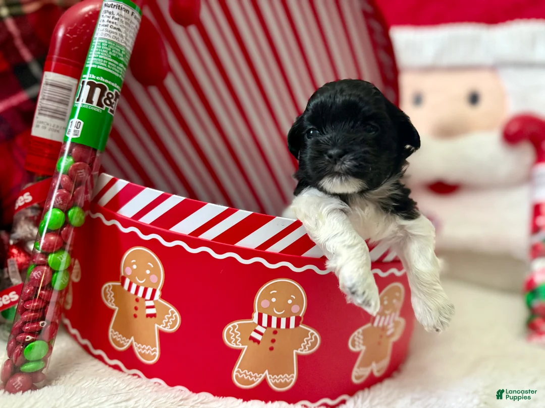 Shihpoo dogs for sale: Elphi - Ad 18