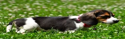 Beagle dogs for sale: Violet - Ad 5