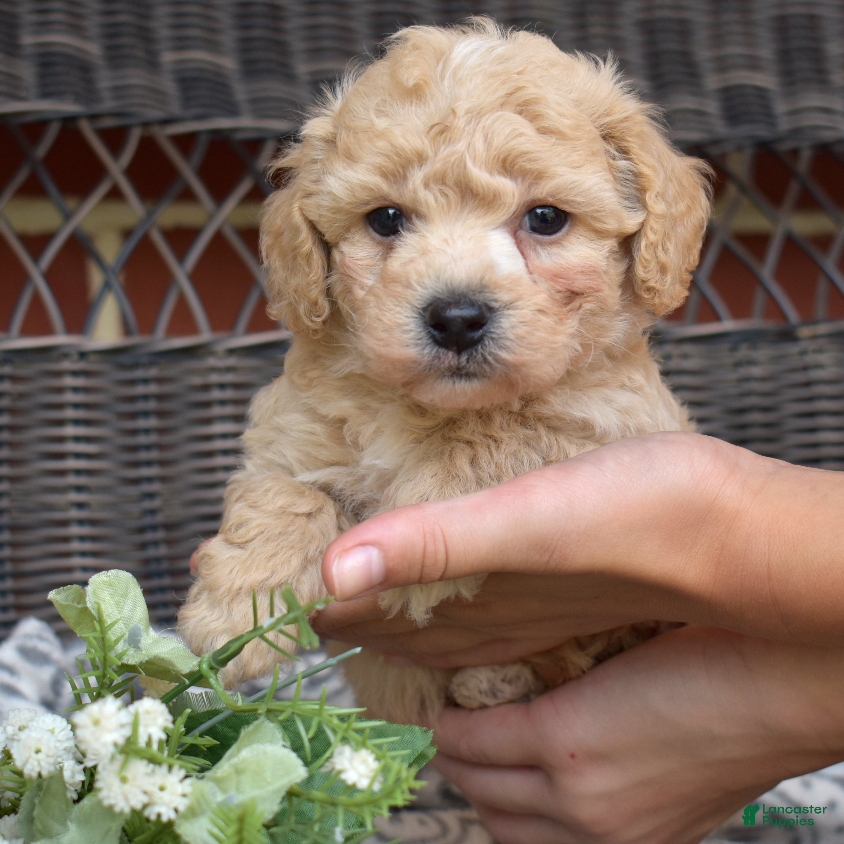Bichpoo dogs Coach - Ad 1