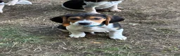 Beagle dogs for sale: Beagle 4 - Ad 5