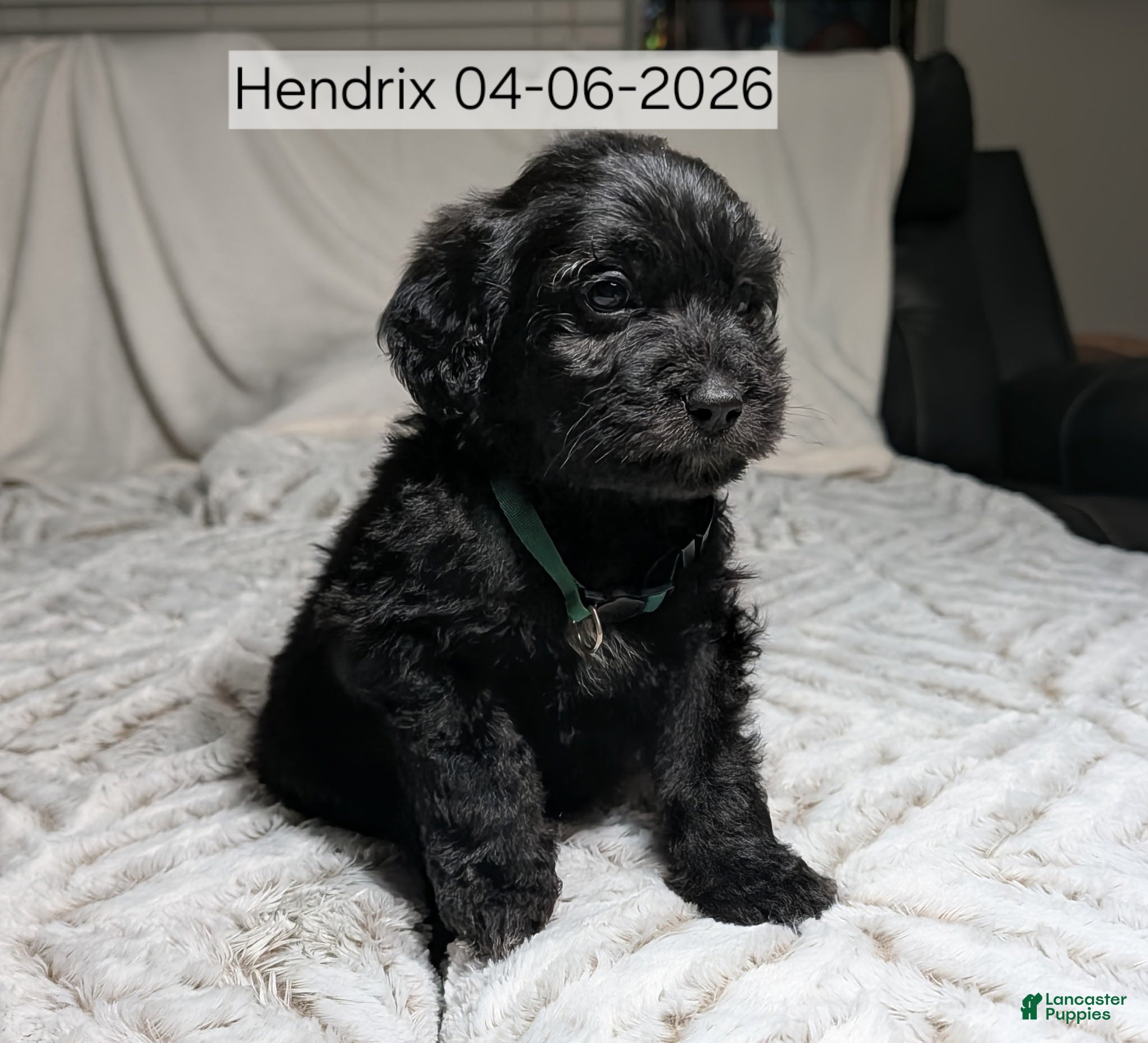 Mixed Breed dogs Hendrix - Ad 32