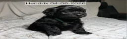 Mixed Breed dogs for sale: Hendrix - Ad 1