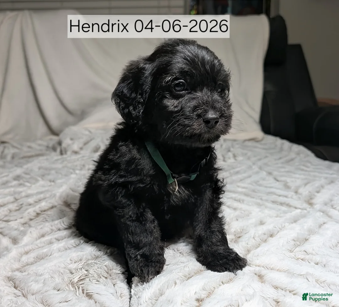Mixed Breed dogs for sale: Hendrix - Ad 1