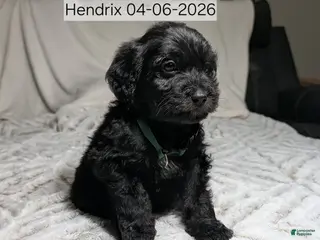 Mixed Breed dogs Hendrix - Ad 32