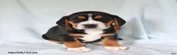 Beagle dogs for sale: Sport - Ad 3
