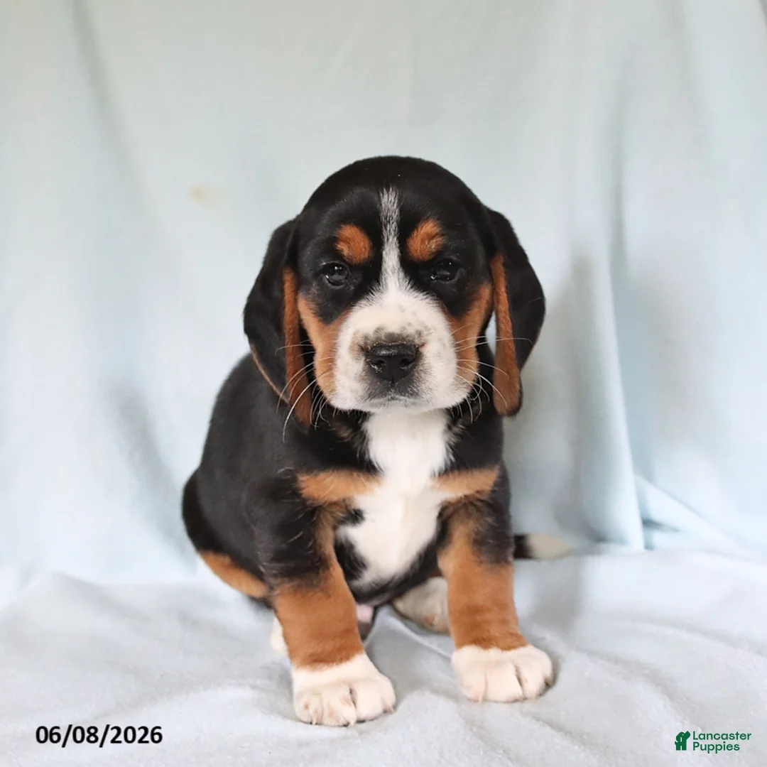 Beagle dogs for sale: Sport - Ad 3