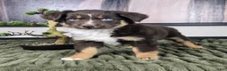 Miniature Australian Shepherd dogs for sale: Scooter  - Ad 5