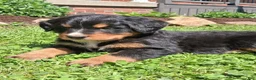 Bernese Mountain Dog dogs for sale: Bruno  - Ad 1