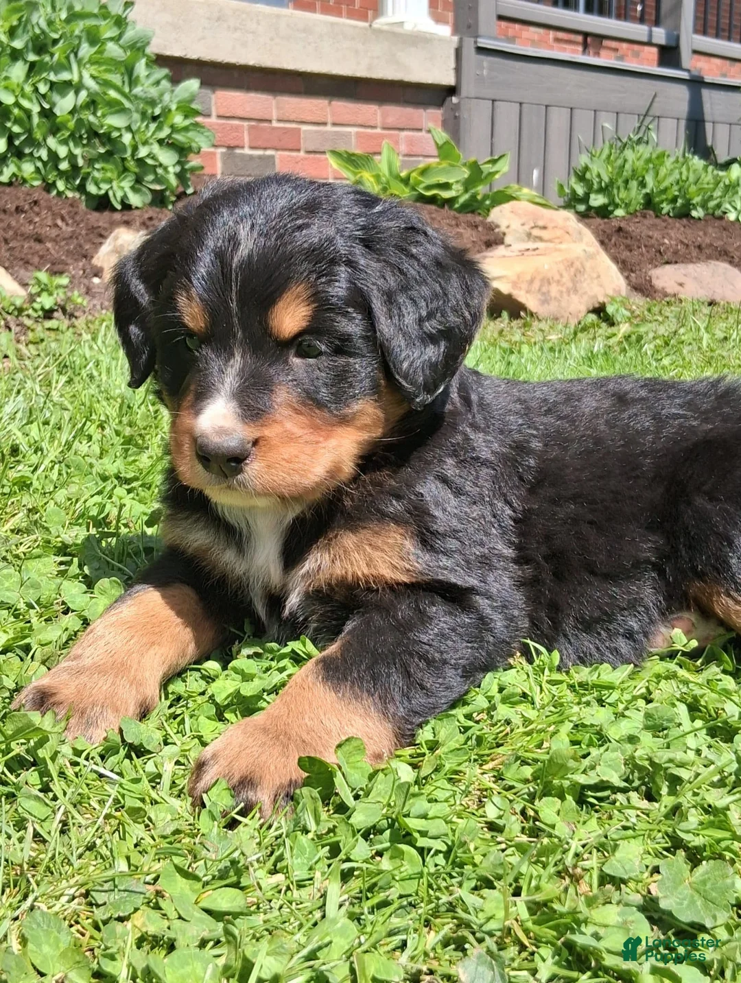 Bernese Mountain Dog dogs for sale: Bruno  - Ad 1