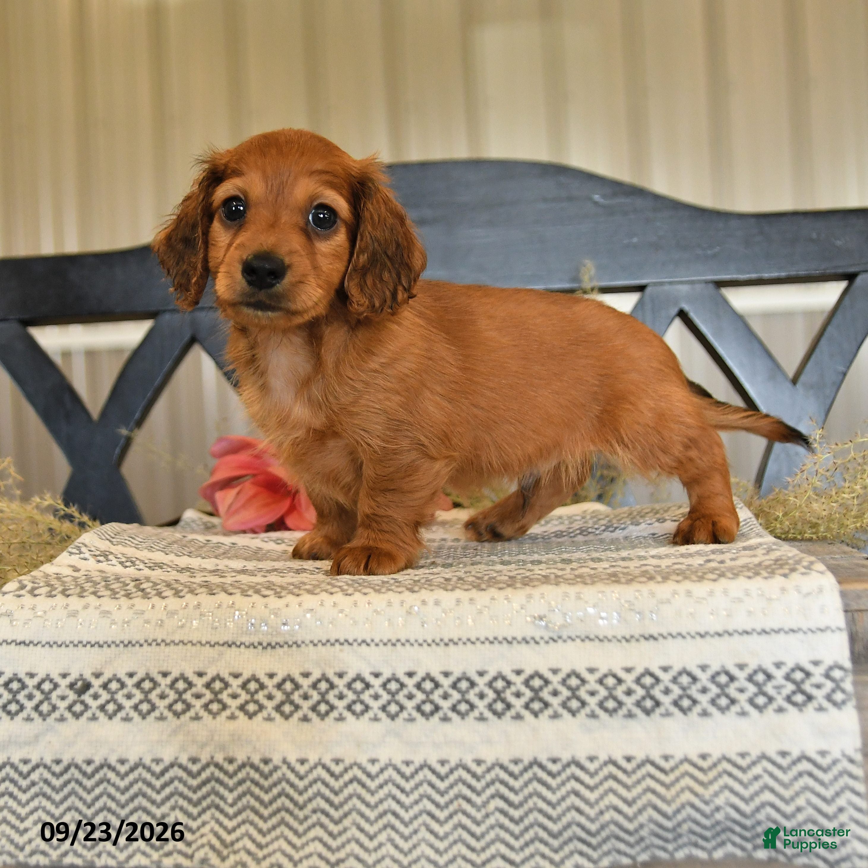 Miniature Dachshund dogs Otis - Ad 1