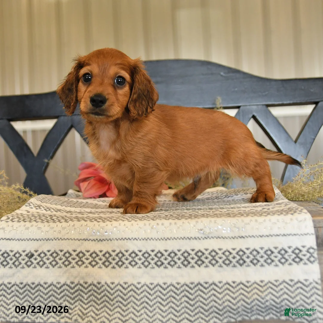 Miniature Dachshund dogs for sale: Otis - Ad 1