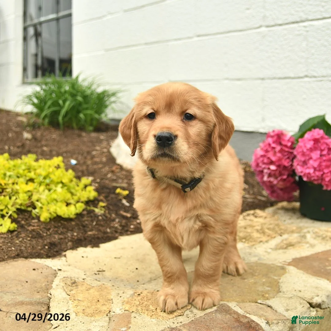 Golden Retriever dogs for sale: Copper  - Ad 3