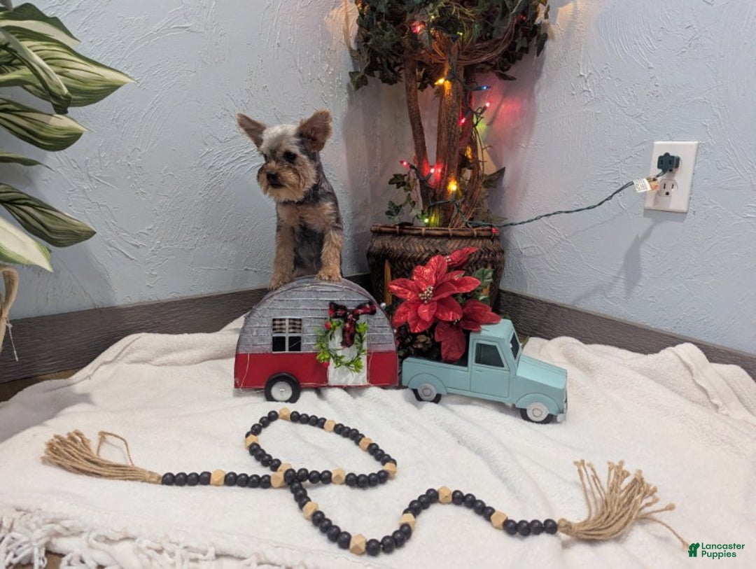 Yorkshire Terrier dogs for sale: Mike - Ad 6