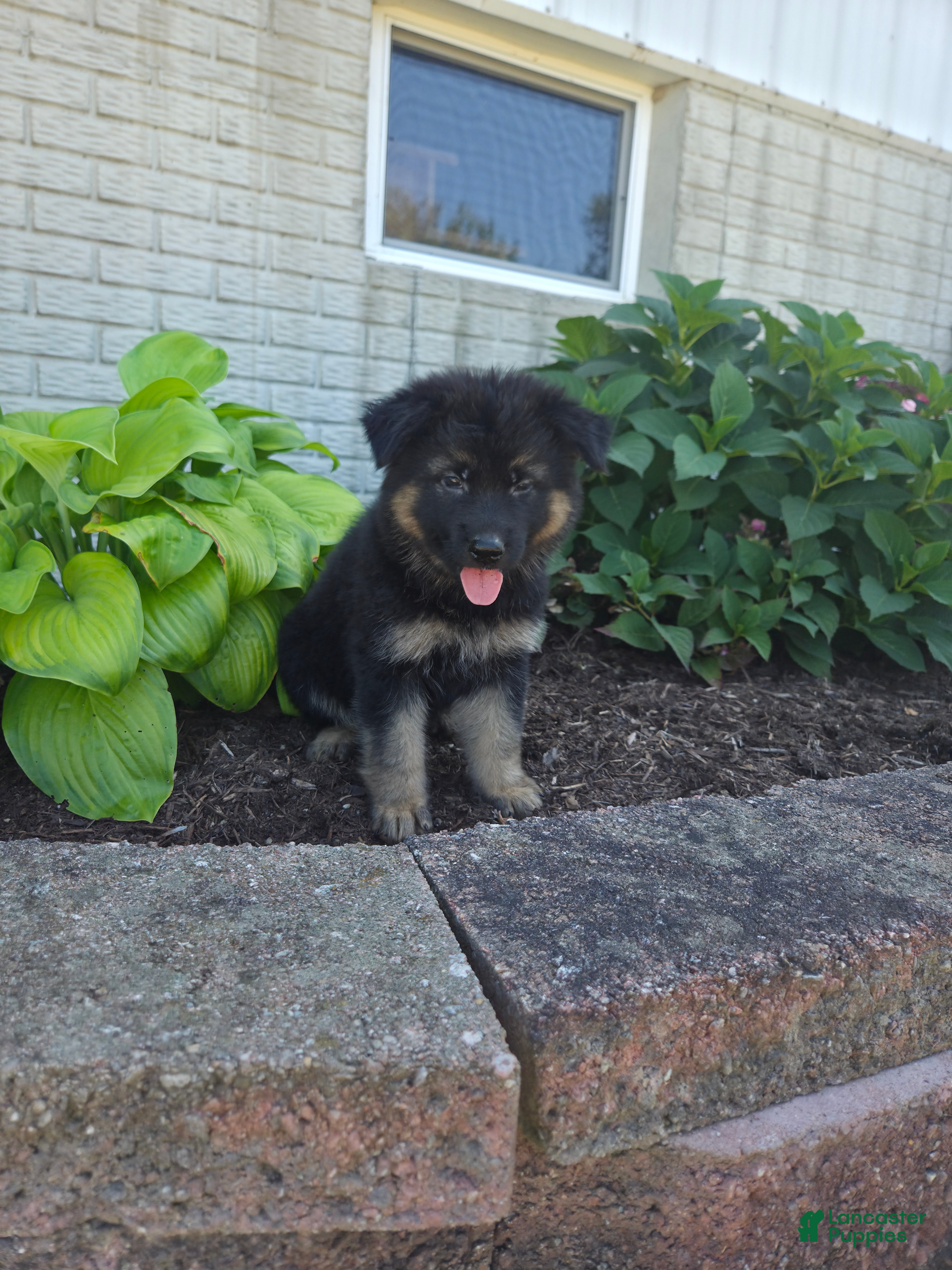 German Shepherd dogs Jessie - Ad 1