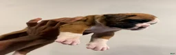 Boxer dogs for sale: Bronco  - Ad 3