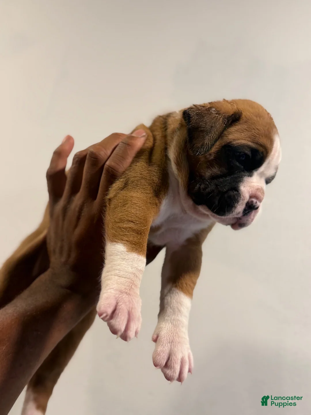 Boxer dogs for sale: Bronco  - Ad 3