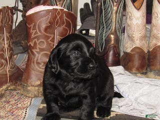 Labradoodle dogs Bailey - Ad 17