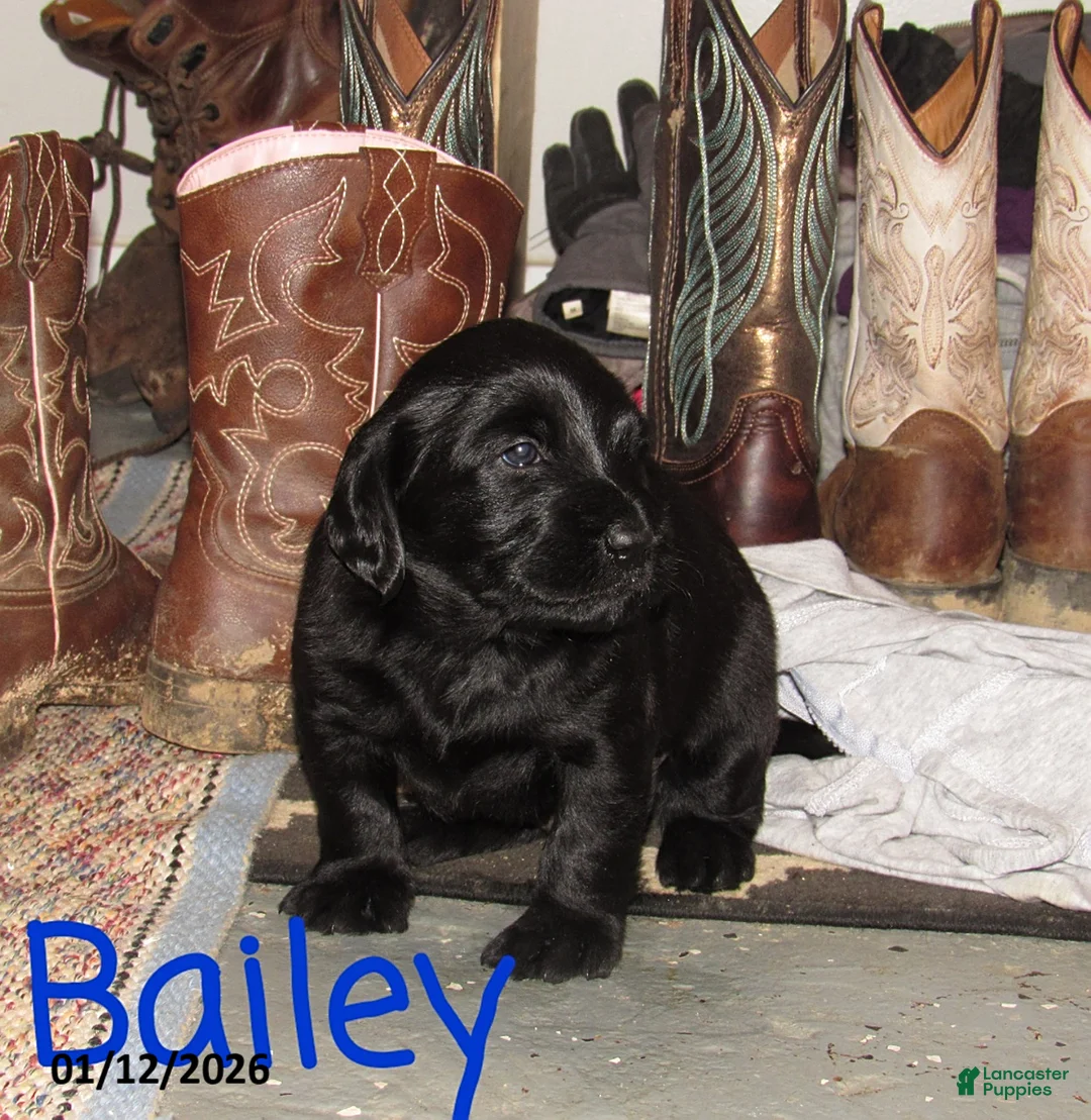 Labradoodle dogs for sale: Bailey - Ad 11