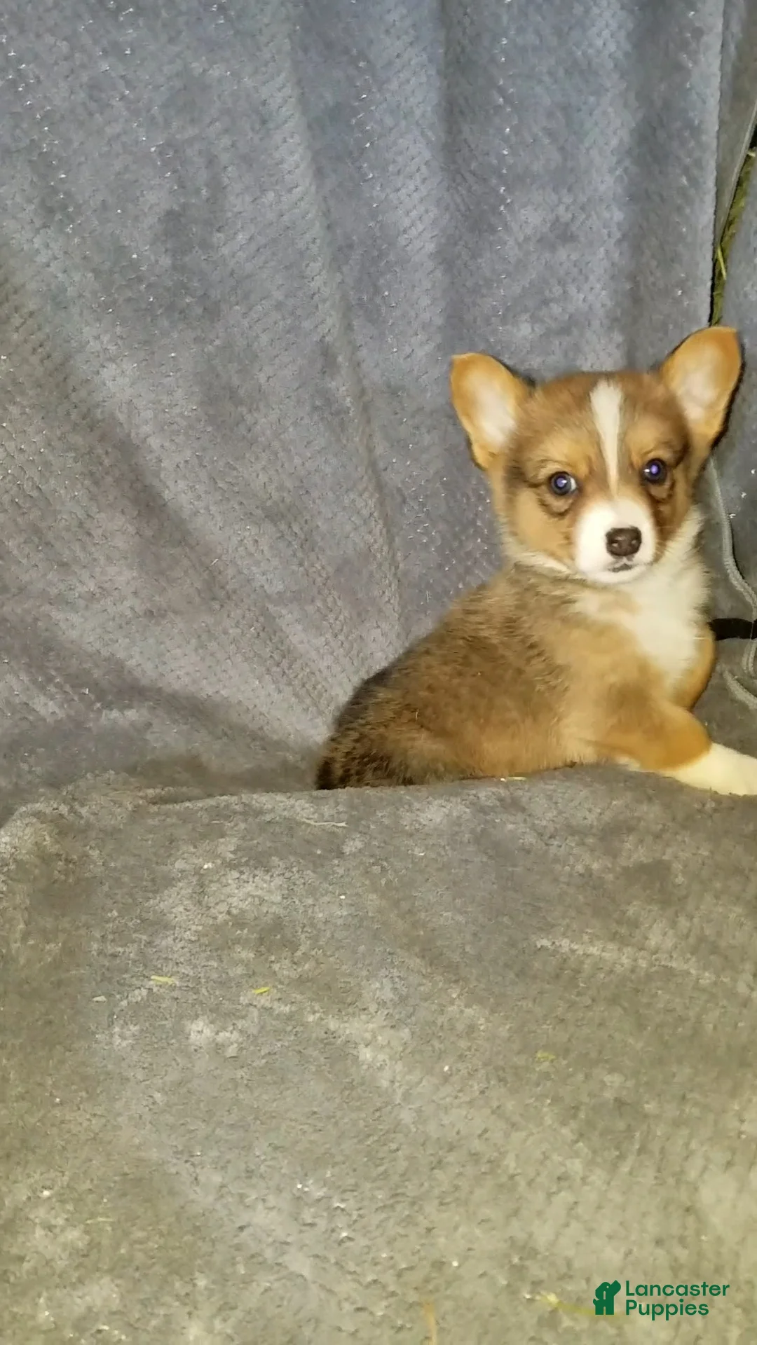 Mixed Breed dogs for sale: Archer - Ad 7