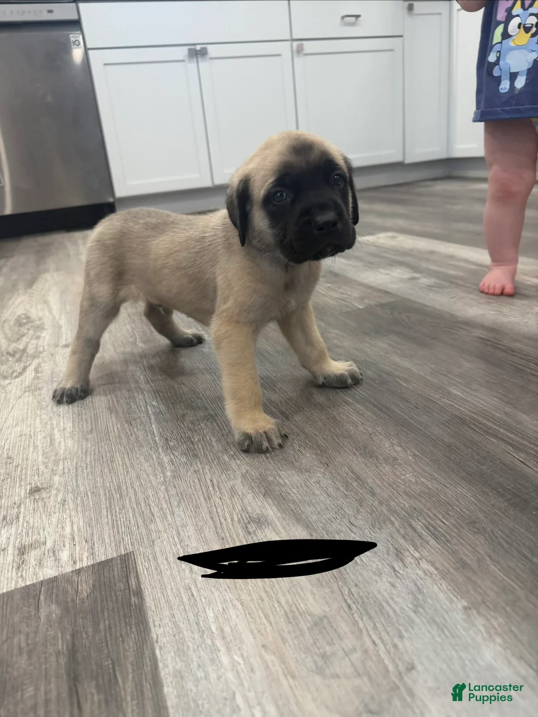 English Mastiff dogs for sale: English Mastiff Puppy 5 - Ad 10