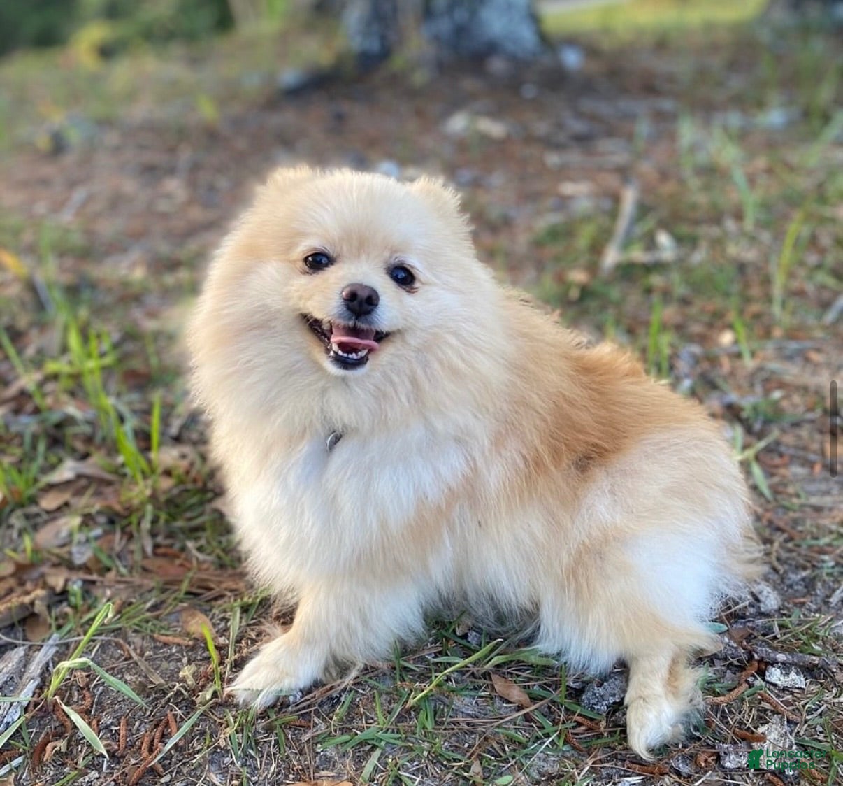 Pomeranian dogs Sunfyre - Ad 2